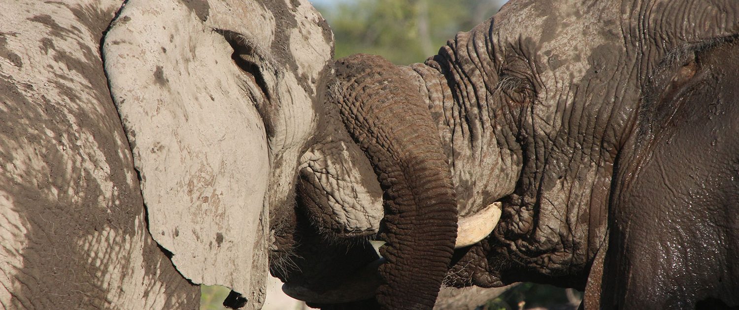 Elephants walking through the private game reserve in the Tuli Block, Botswana
